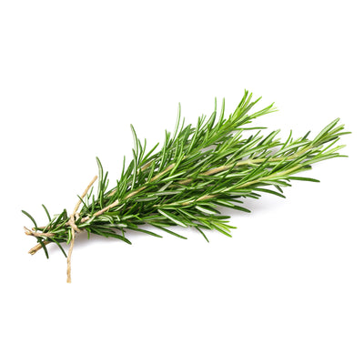 Cameron Garden Rosemary (Malaysia) 10g
