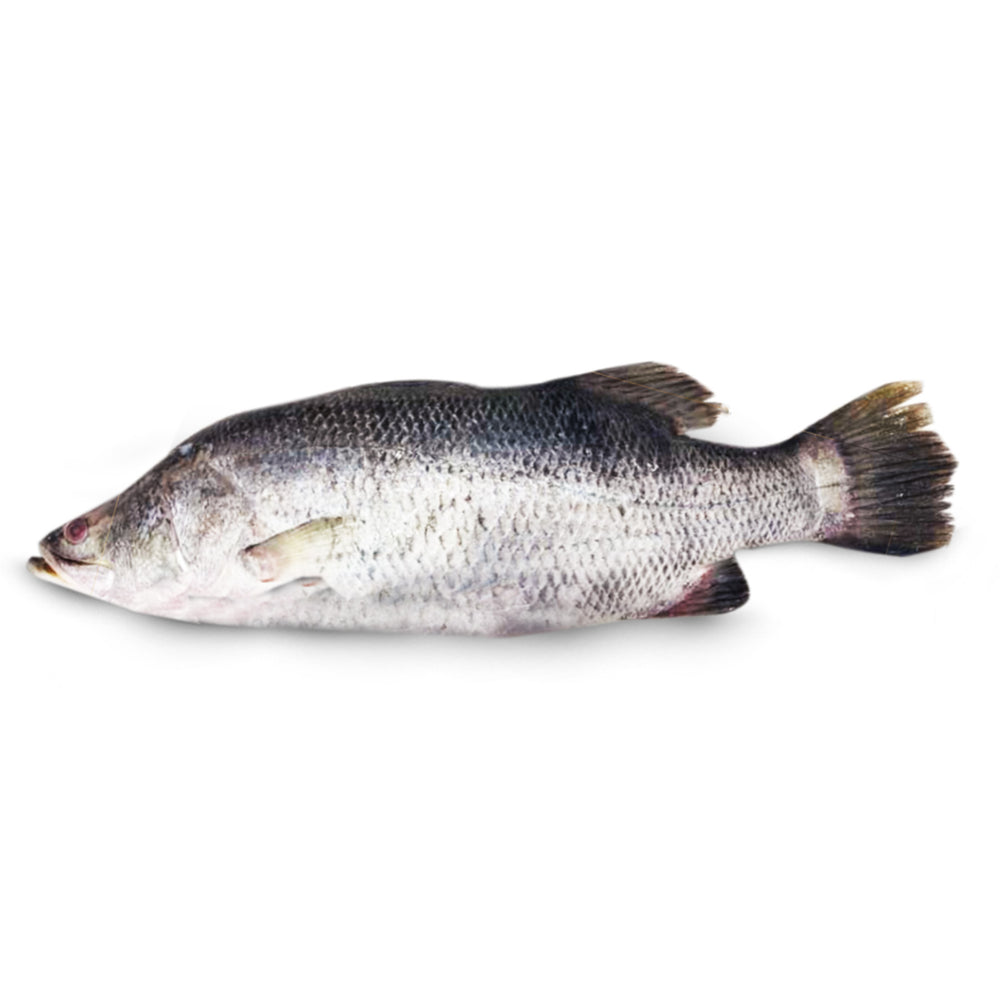 Barramundi/Siakap Whole 500g