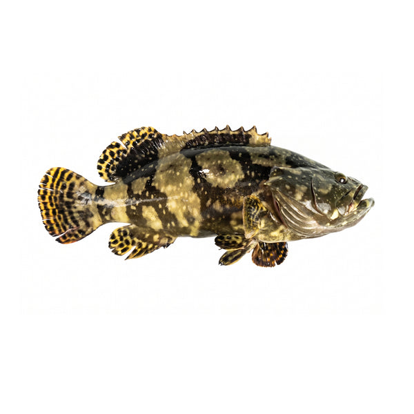 Hybrid Dragon Grouper 1pack